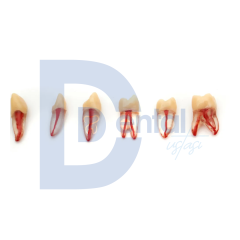 Fuji Endodontik Diş Adet