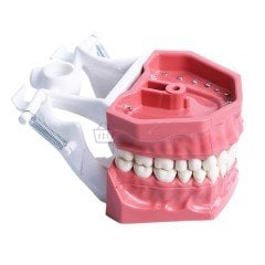 Integra Fantom Çene 32'lik Etli Beyaz Diş