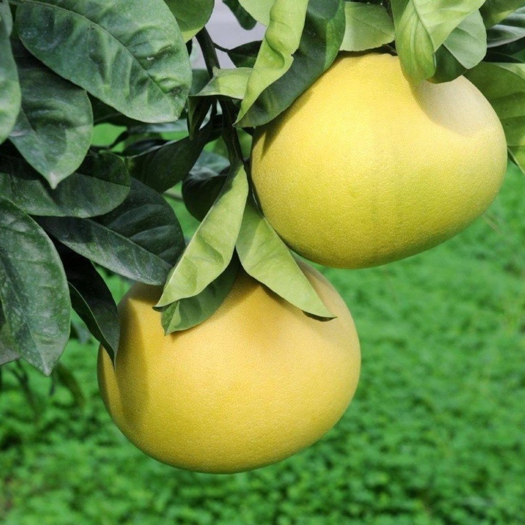TÜPLÜ AŞILI İÇİ KIRMIZI ŞADOK POMELO (AĞAÇ KAVUNU) YAŞ 2 BOY 90-110 CM