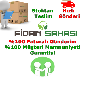 TÜPLÜ AŞILI GALAKSİ GALA ELMA FİDANI