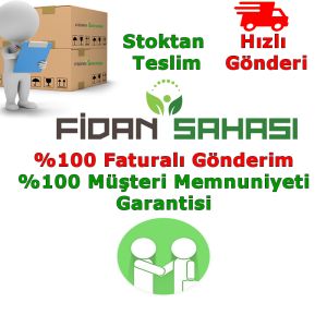 TÜPLÜ BURSA SİYAHI(DÜRDANE) İNCİR FİDANI