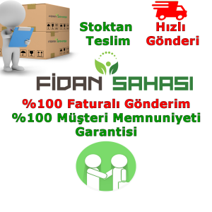 TÜPLÜ YEŞİL TAFLAN FİDANI BOY 40-50CM