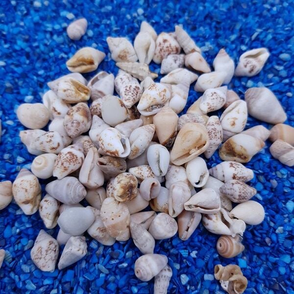 Nassa shell Deniz Kabuğu 100 gr