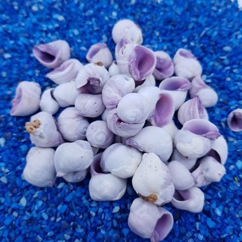 Cebu Deniz Kabuğu 100 Gr