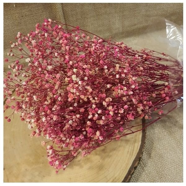 Pembe Cipso Kuru Çiçek