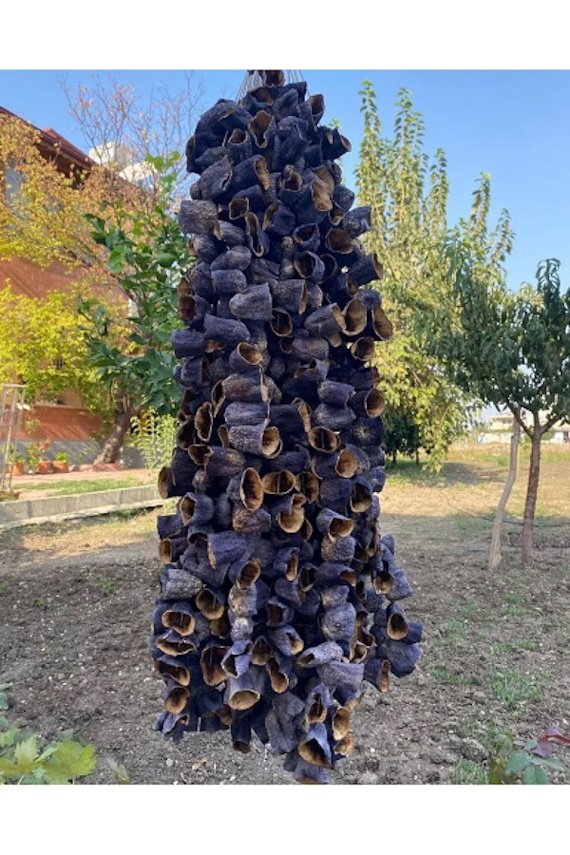 Kuru Patlıcan 1Bağ (50Ad)