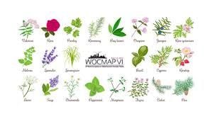 Bitkisel Yağlar ve Tıbbı Aromatik Bitkilerin Geçmişten Günümüze Süreci