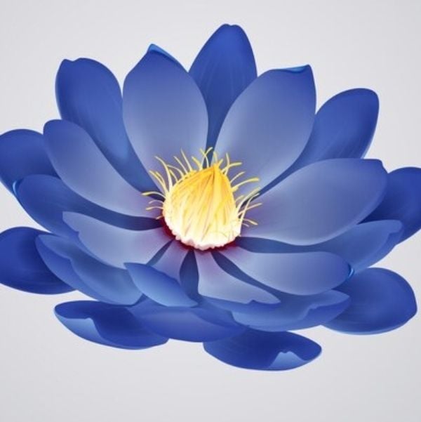 Mavi Lotus Yağı Uçucu