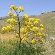 Çakşır Yağı Uçucu