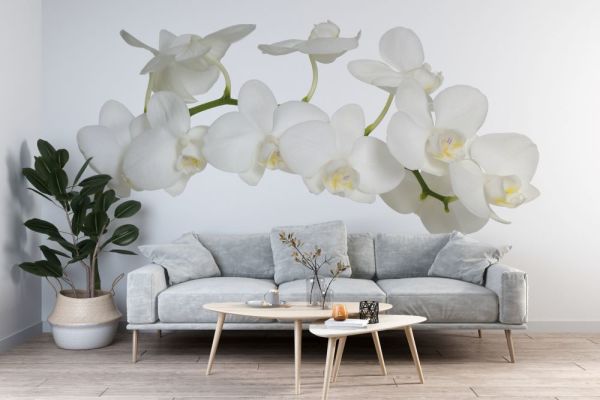 Beyaz Orkide Çiçeği Duvar Kağıdı