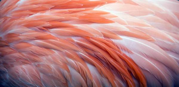 Pembe Flamingo Tüy Desen Duvar Kağıdı