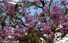 Dünyanın En Hızlı Büyüyen Paulownia Ağacı Tohumu (20 Tohum)