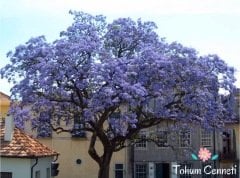 Dünyanın En Hızlı Büyüyen Paulownia Ağacı Tohumu (20 Tohum)
