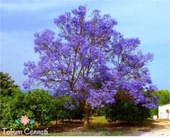 Dünyanın En Hızlı Büyüyen Paulownia Ağacı Tohumu (20 Tohum)