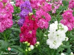 Karışık Renkli Şebboy Çiçeği Tohumu (30 Tohum)