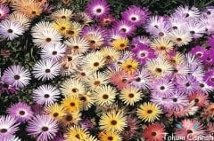 Karışık Renkli Buz Çiçeği Tohumu (250 Tohum)