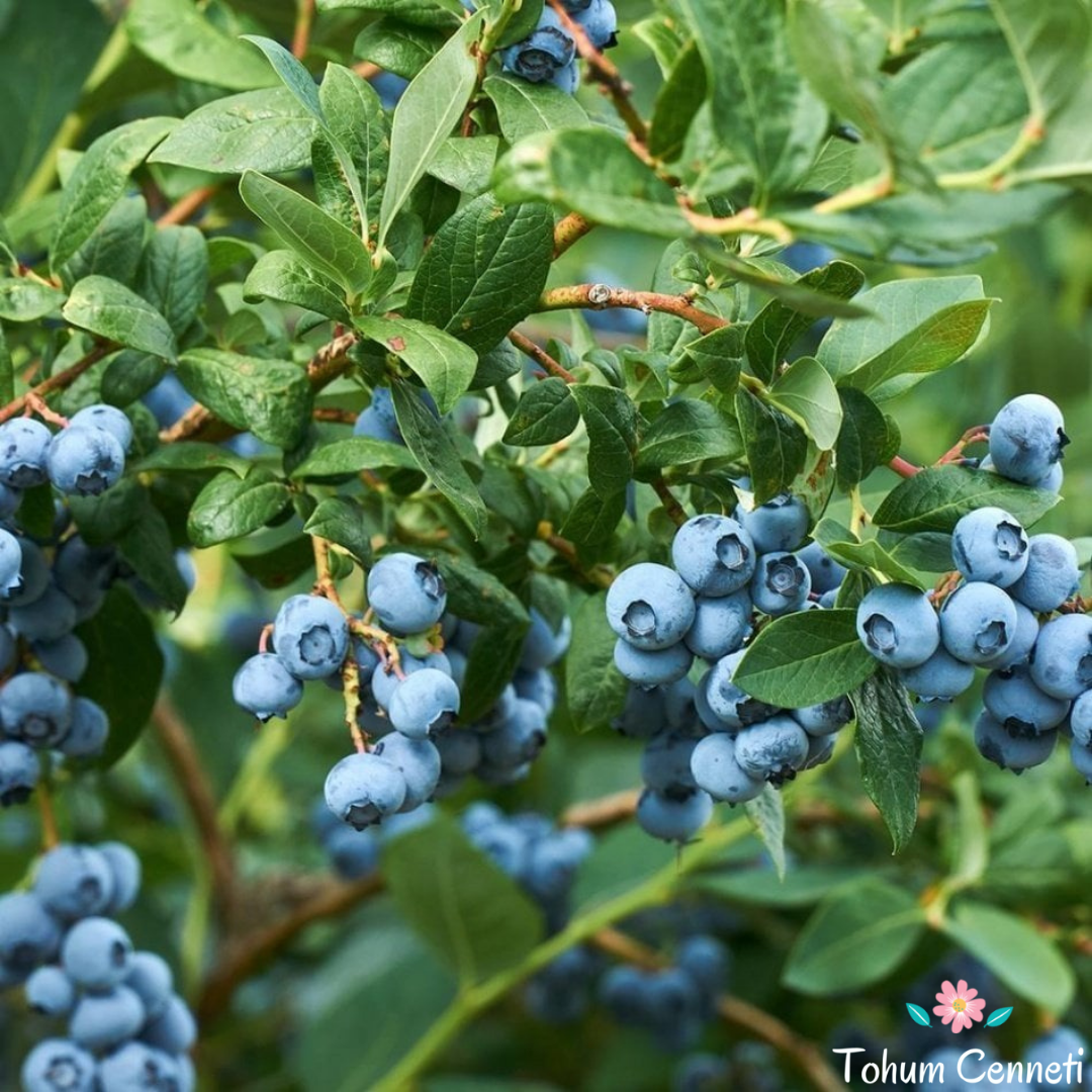 Blueberry Yaban Mersini Tohumu (20 Tohum)