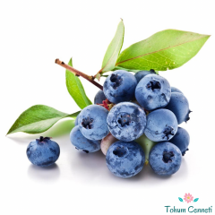 Blueberry Yaban Mersini Tohumu (20 Tohum)