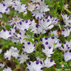 Nemophila Maculata Tohumu (25 Tohum)