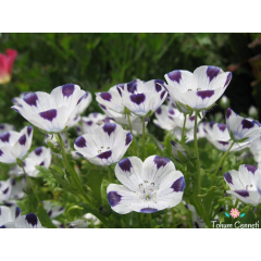 Nemophila Maculata Tohumu (25 Tohum)