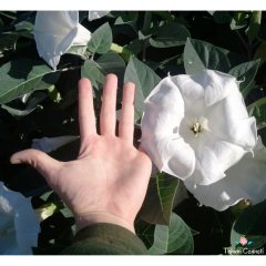 Beyaz Datura Çiçeği Tohumu (10 Tohum)