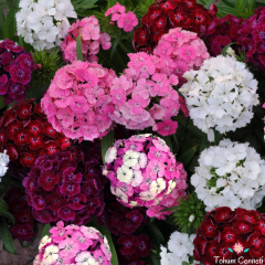 Kokulu Dianthus Barbatus Tohumu (50 Tohum)