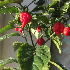 Kırmızı Carolina Reaper Biber Tohumu (5 Tohum)