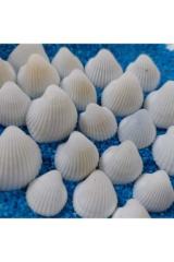 Deniz Kabuğu Teraryum Küçük 1,5 - 2,5 cm Beyaz 50 Adet Süsleme