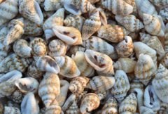 100 Adet Natural Minik Deniz Kabukları Nassa Shell
