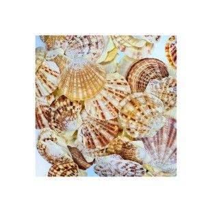 Gerçek Deniz Kabuğu Pecten Mascarensis 1 Kg