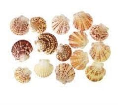 Gerçek Deniz Kabuğu Pecten Mascarensis 1 Kg