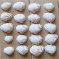 Gerçek Deniz Kabuğu 500 gr Orta Boy (5 - 8 Cm) Deniz Kabukları Dekoratif Vazo Akvaryum Süsleme