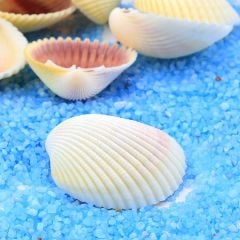Gerçek Deniz Kabuğu 500 gr Orta Boy (5 - 8 Cm) Deniz Kabukları Dekoratif Vazo Akvaryum Süsleme