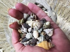 Karışık Minik Gerçek Deniz Kabukları 35 Gr Doğal Deniz Kabuğu