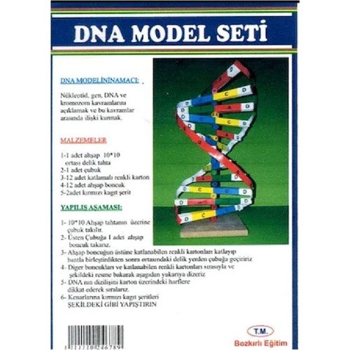 BOKIRLI DNA MODEL SETİ