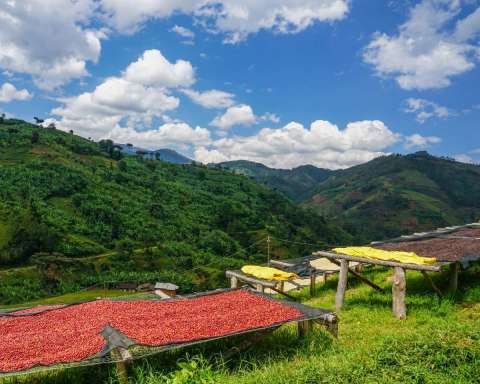 Colombia Excelso Tolima