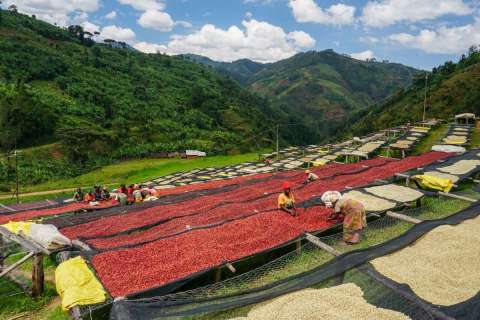 Costa Rica Esteban Zamora Blend El Alto