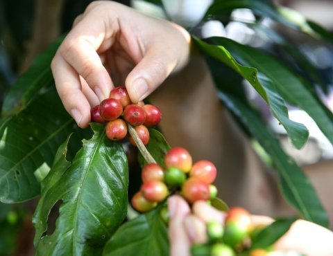 Costa Rica Daniela Gutierrez El Laurel LA Montana