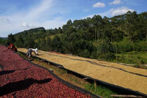 Ethiopia Dhilgee Lot 2 ( Banko Fufuate)