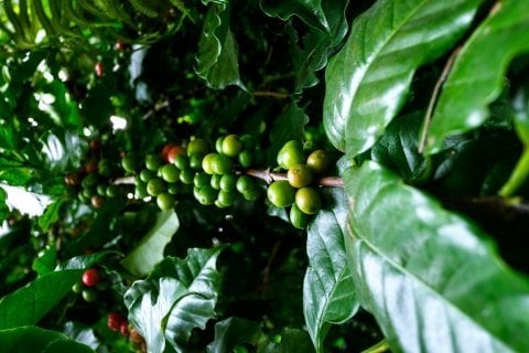 Ethiopia Sidamo Gr.2, Helen Gebrenigus