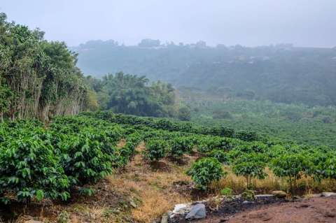 Fogo Island Cape Verde, Fogo Coffee Spirit Coop.