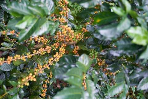 Fogo Island Cape Verde, Fogo Coffee Spirit Coop.