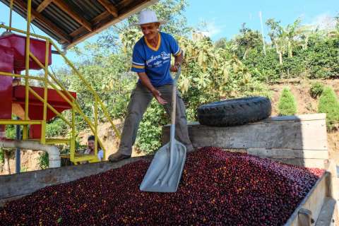 Honduras Honey Catuai Micro Lot