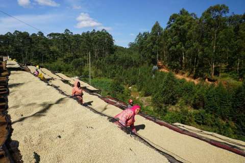 Honduras SHG EP Finca Cerro Azul Singuatepeque,