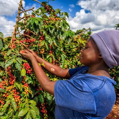 Malawi AA Plus Pamwamba