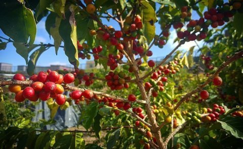 Colombia Cherry Buesaro Specially Coffee Lot 1814