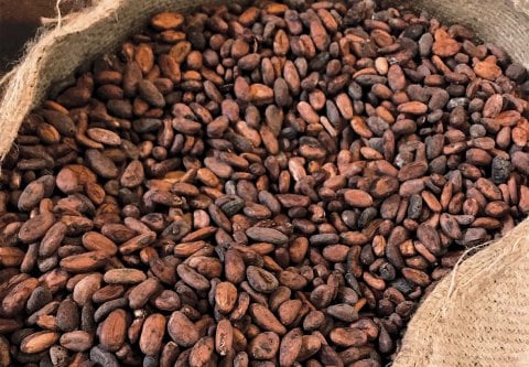 Honduras Cocoa Beans Omoa 01