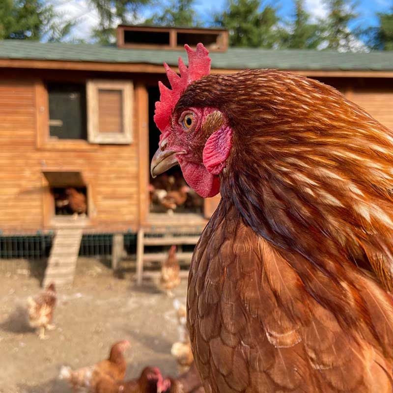 Ymrt Farm’da tavuklarımız klasik müzik dinliyor.