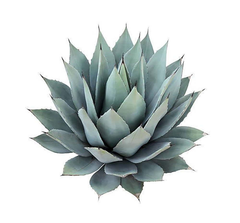 Agave Aroması - 20 g.