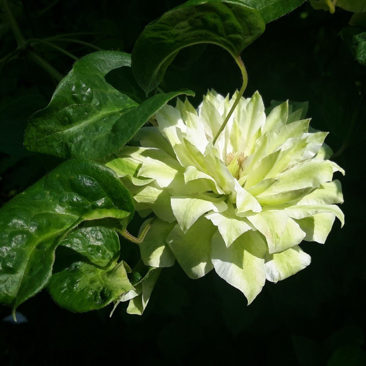 Tüplü Clematis Sen No Kaze Klematis Çiçeği Fidanı